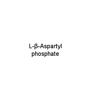 L-β-Aspartyl phosphate